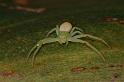 Diaea_evanida_D7856_Z_88_North Stradbroke island_Australie